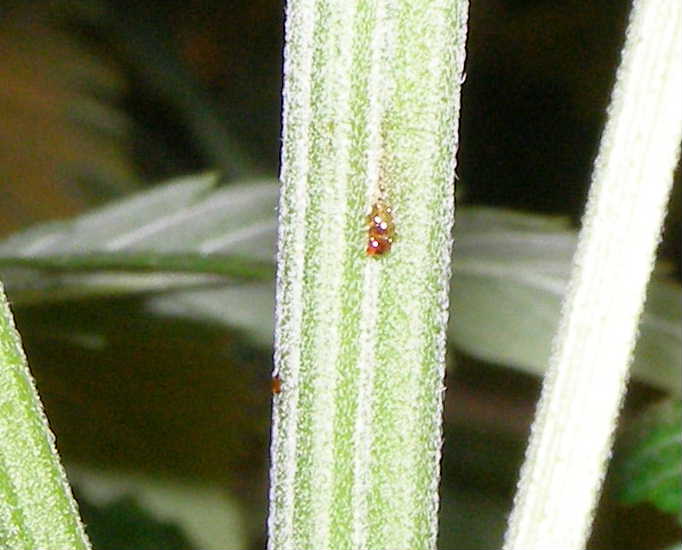 Close up photo of little red growths or whatever the heck they are