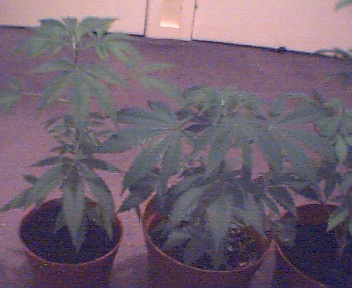 growing these for 6 weeks,4 of those under 400w hp sodium bulbs but at moment growing with fluorescent lights and sunlight until my mate ives me my shot of the lights but he not far away from his 2nd harvest,last one was blueberry which was a good smoke and the latest one is meant to be purple haze but we dont know what they are but his are ready to harvest so meantime im just vegetating these.The tall plant is the blueberry from the last batch but i think its a male?