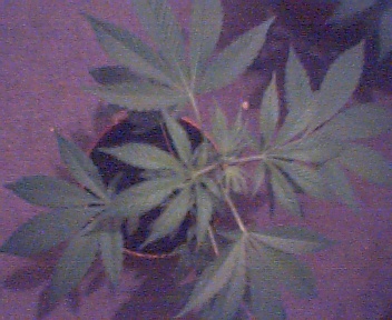 v included a few close ups of the plants with the tall one being the last close ups