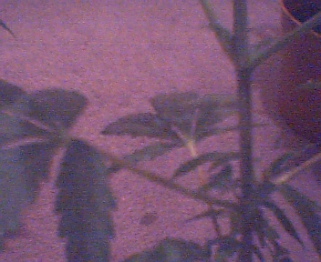 haze? m or f?