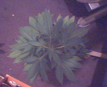 thnk its a male