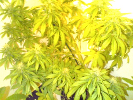 This is my great green hope,its got loads of buds all over it and its only been flowering for a few weeks,iv also managed to clone it many times