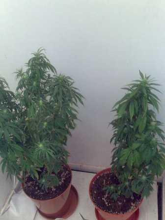 notice the LST one has many colas but the small one has more hidden and dense buds?Go figure!