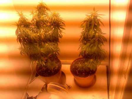 here are the two femmes side by side,remember they from the same motherplant/therefore same strain.
  The smaller(non LST plant) looks covered in leaves with only a few buds and a top cola but under all those fan leaves are big,thick,dense buds forming a lot quicker than the LST buds but there aint gonna be no competition when i harvest my LST plant.
The multiple top colas alone will be worth it nevermind the training im doing with the other middle/lower branches(getting them maximum light exposure).The LST is a clear winner,the only reasons the buds may not be as dense is due to the LST which can delay your plants growth temporarily but when i raise the lights the multi-colas will spring into action whereas the non LST plant will not grow much taller(never say never)but the buds are sooo much thicker,denser,fluffy,hairy,crystally,etc. The LST will win out in the end,lol.  