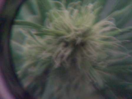 Here is a bud from below the middle of the normal,but recovered severed , non LST plant.Looking Good to me.