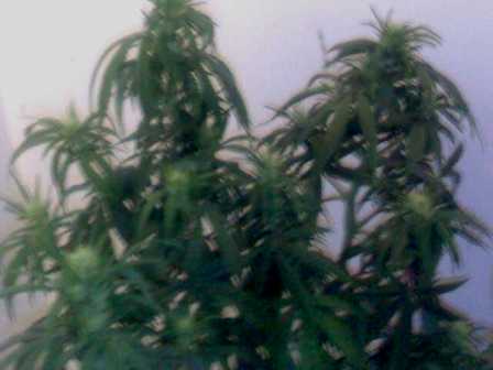 even though you might not know it,this is the top cola from the LST plant ,even though the other colas are larger-ish