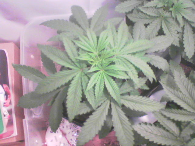 This is the same plant From the first picture. It's thickened up quite nicely over the last 9 days.