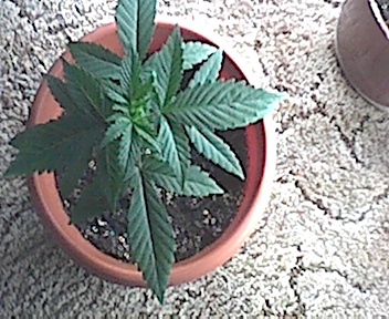 three weeks old and looking good