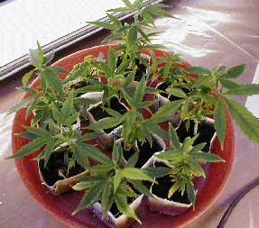 Here you can see the clones, still in their rockwool. The ladies here are standing at roughly 3-5cm, and are soon to be repotted as their roots are showing clearly underneath. Aparently the clones are at their make-or-break point, and the rockwool dry to tacky; which we think is why some of the leaves are slightly yellow.