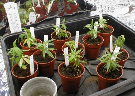 (16/4/02) Each of the ladies is re-potted, and mylar is hung inside the room to maximise light.