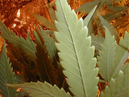 You can see the undersides of the leaves are nice and clear, and the colour is a bit more pale that the upperside of the leaves. Bug checking is more nessasery now as the weather gets hotter. We've already had to splat a few spiders!!