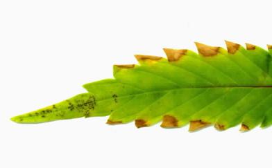 (14/5/02) HELP!! Can any one tell us what this is on our leaves? One plant only in the room has turned slightly yellow, and a few of the leaves have these spots on them. Though the under side of the leaves are completely clear, so We're hoping it's just a sign of some withering leaves.