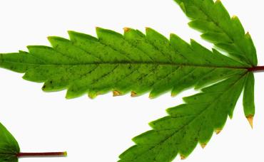 Here is another leaf from the same plant. (N.B. The leaves look slightly worse in the pics, as they have been put in a scanner, so the light has intensified the spots slightly). Again, the under side of the leaf is clear. I have a feeling some magnesium will help.