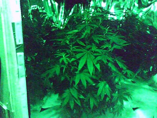 My Northern lady,,Now she blew up and she has grown 8 inches in one week, 37 1/4 