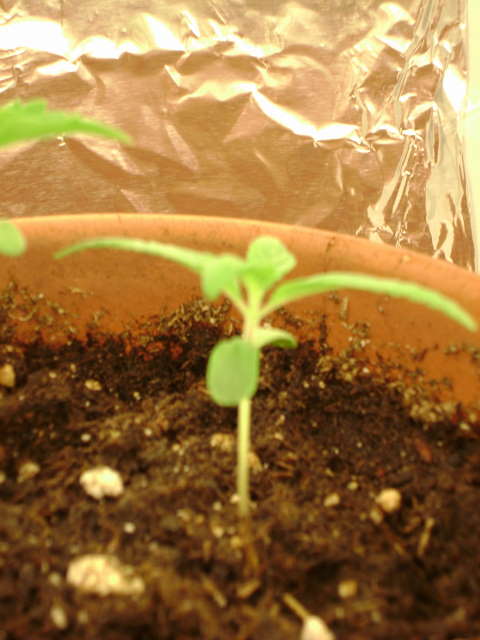 Small 1