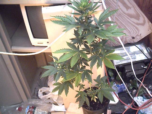 here is a pic of the whole plant, dont no y the leaves are that color, anyone?