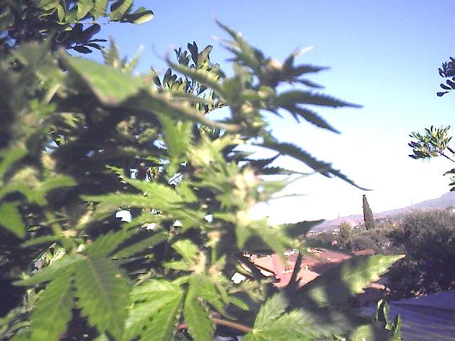 hmm, so much for trees eaa, im at 4 weeks flowering and my buds are still not very big