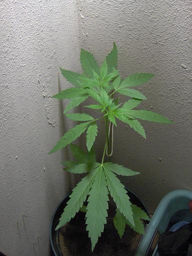 Its about 1 month old and I'm so proud of it.