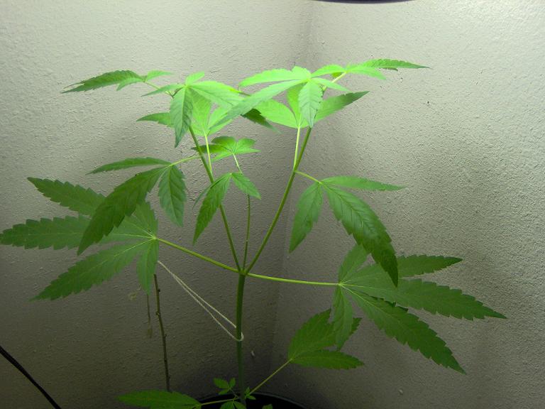 I cut off the very tips of it so it will start becoming bushy, this is one kind of bush that I do like.