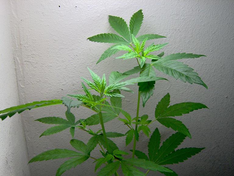 These are new pics of the new leaves, its starting to look good and it smells great.