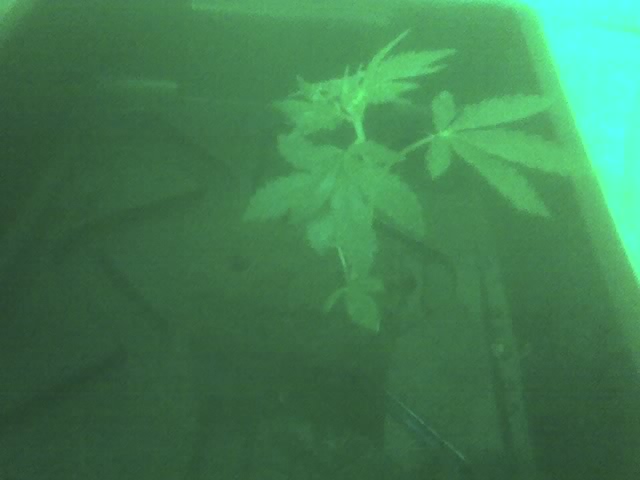 1st ever cloning of a plant, and it looks all good n healthy so far as its only day 2 from when i cut it...hehe  cool!!!