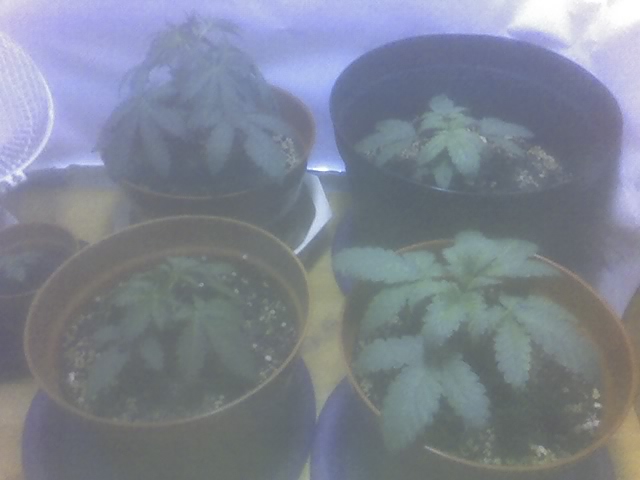 A look at all 4 so far... sexes unknown as of yet!!! heres hoping...lol