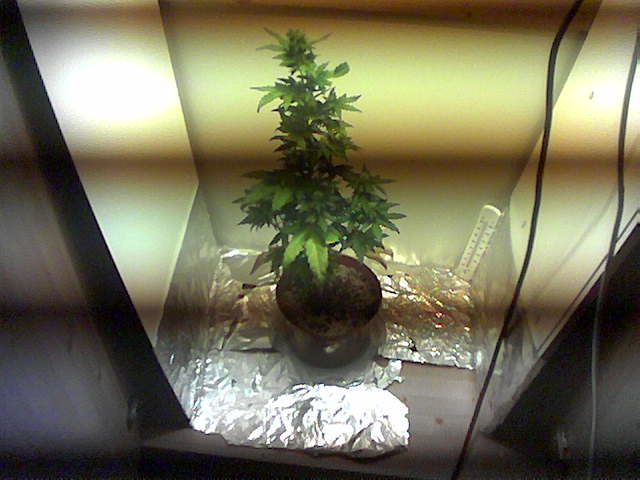 The mother Plant of the Blueberry Strain....  mmmmmmm NICE!!!