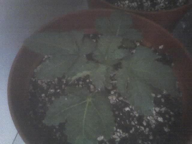 After using bio_grow for about 3 days maybee 4
Looking gooood now