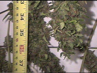 AK-47, phuckin huge!!!!!