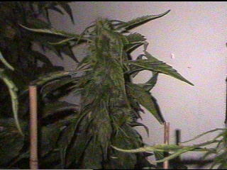 AK-47 - 45 days