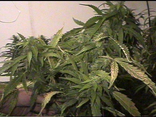 This a HUGE AK-47 cola at 63 days. Check out my hand in the lower left.