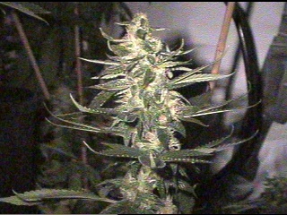 Garlic bud - 45 days flower