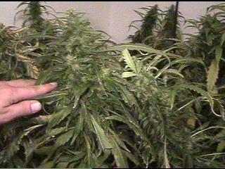 PH x NL #5 - this monster has more sativa phenotype than the other two hybrids. 51 days