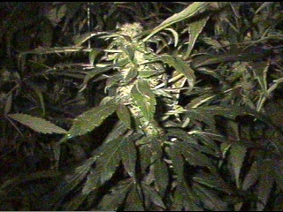 PH x NL #5 - 51 days.