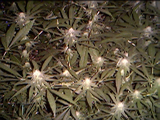  Nuggets of the purps forming - almost 3 weeks flower.