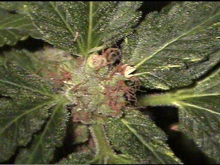 Garlic Bud in soil - 42 days flower. Look at all the yummy trikes!