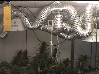 1000w HPS eye Hortilux with Super Sun reflectors