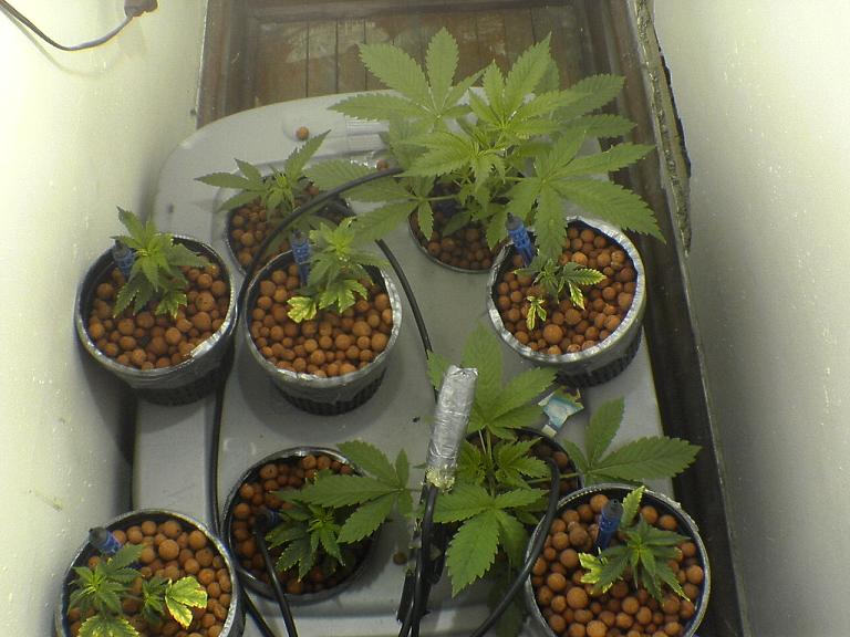 I use these bins for veg/flower. Im thinking about fitting 6 per table for veg and 3 for flower. This table is beeing fed Veg 1 mix. I use Veg 1 and Veg 2 then Flower 1,2 and 3. Veg 1 has 400PPM veg 2 800PPM ect.