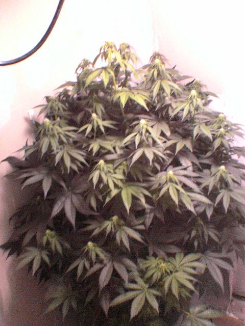 This is 1 plant in bubbler table. 18 days into flower. Was tookin on the 28th Feb