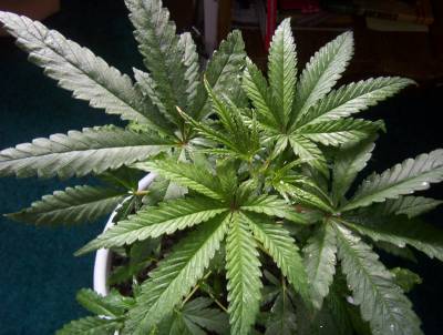 i have this upstairs in my house. my friend came over and smelled it when he opened the front door downstairs. Not even any buds yet.