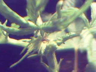 This is the top of the tipped plant straight after I done it.

Picture quality is good.