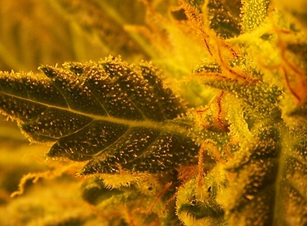 closeup on harvest day