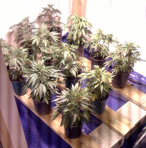 NL#1, Romulan, Shaman Wk#1 Veg they grew so much from clone