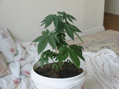 This plant is growing well and i really hope it is female. i think it may have a little bit of infestation of something on the fan leaves, but i think it may be fert burn because i examined the plant for an hour and really didnt find anything