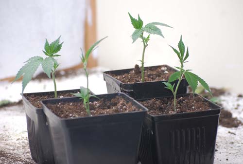 three days old Qwerty and purple diesel