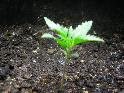 This little one is a few days younger. The adjacent plant was pulled due to funk.