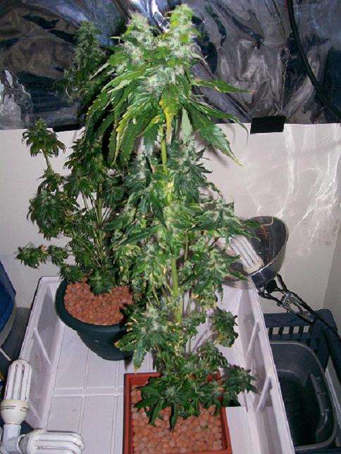 sativa