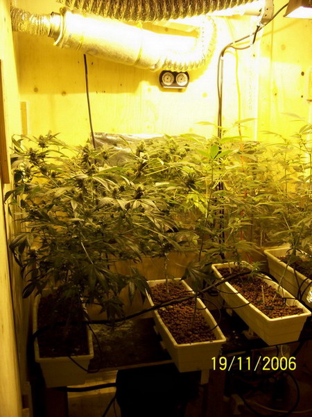 my flowering room for m-39