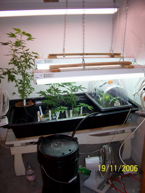 my vegetative room for m-39