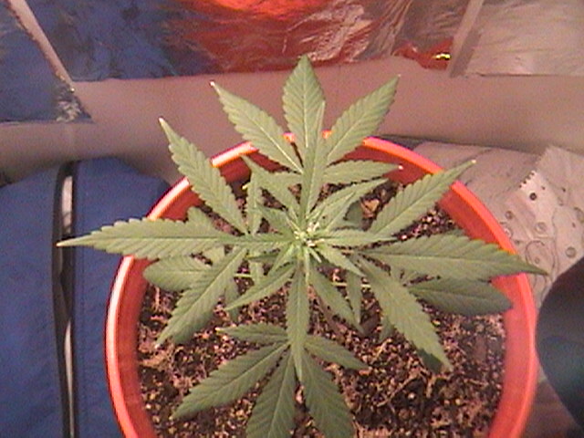 plant is looking fuller, growing more flowers